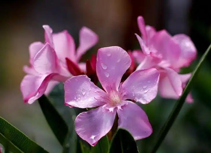 what does oleander flower meaning