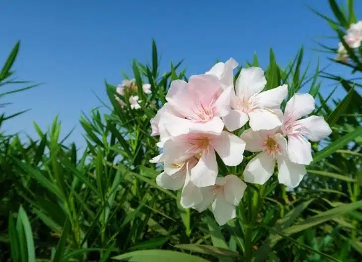 oleander flower meaning facts