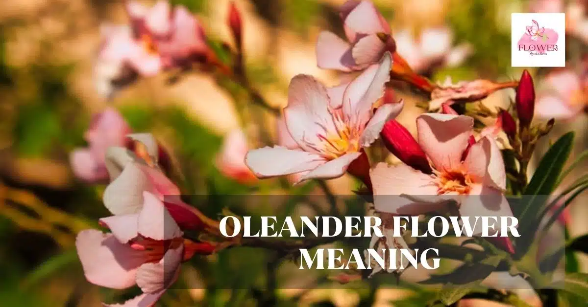 oleander flower meaning