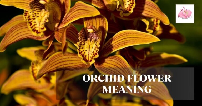 orchid flower meaning