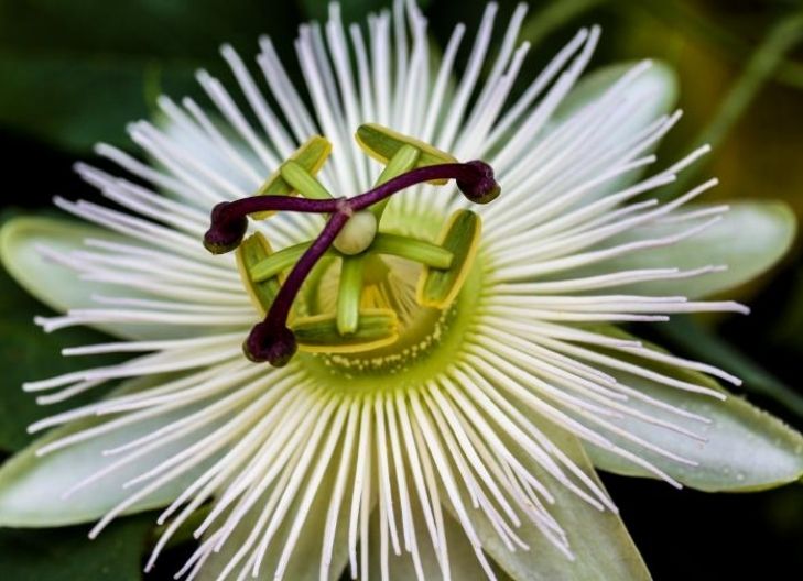 Passion Flower different types