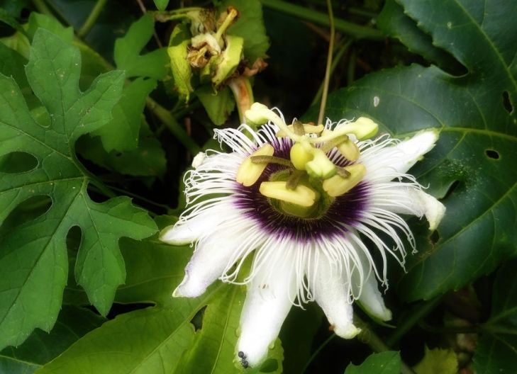 Passion Flower Meaning in love