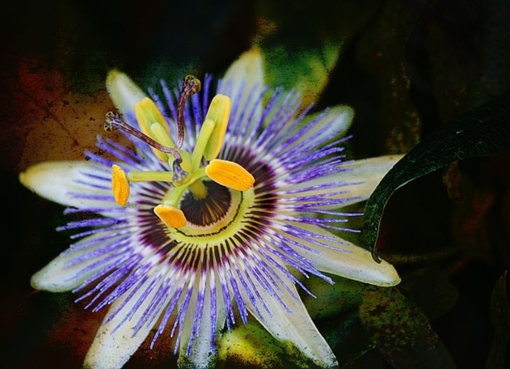 Passion Flower Meaning symbolism