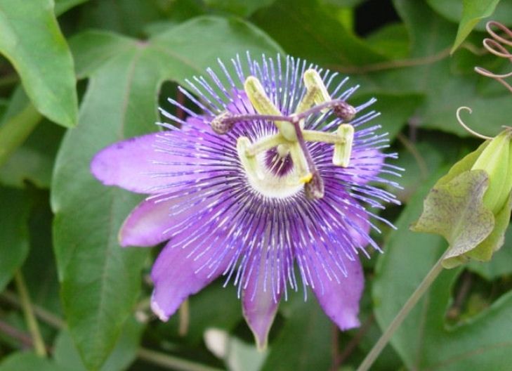 What does Passion Flower