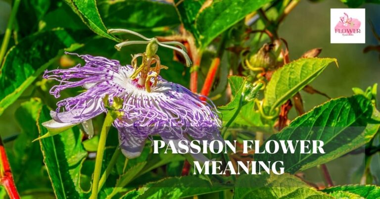 passion flower meaning