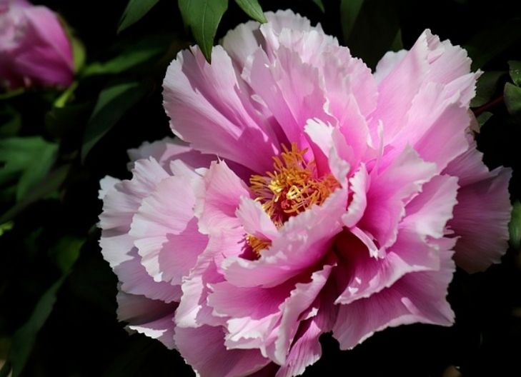 what does peony flower meaning