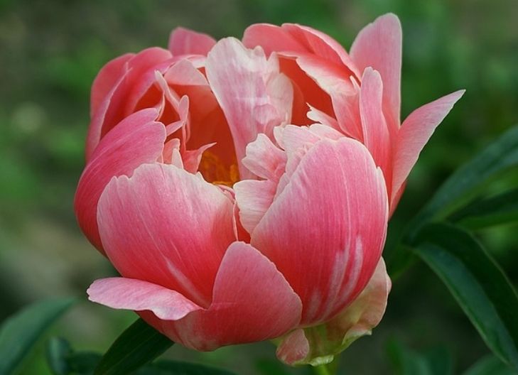 peony flower meaning culture