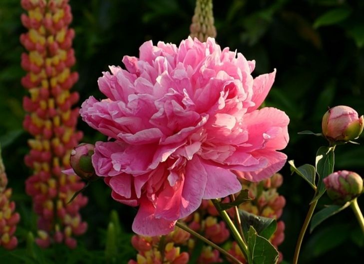 peony flower meaning bible