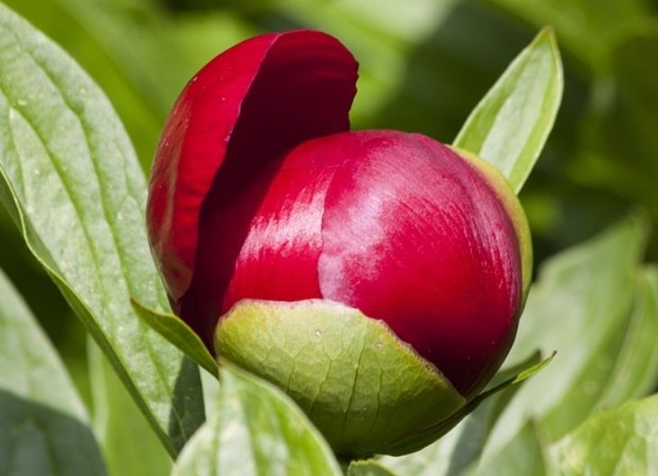 peony flower meaning in spiritual
