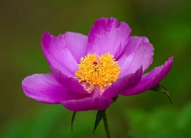 peony flower meaning color