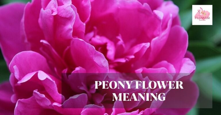 peony flower meaning