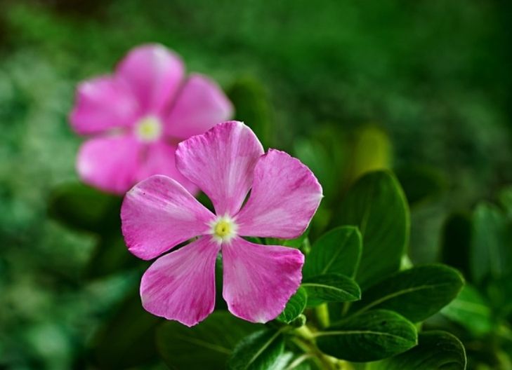 periwinkle flower significance