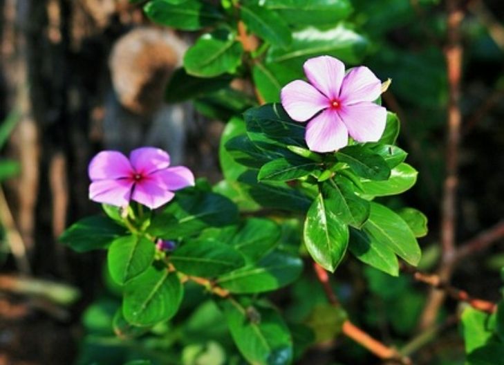 what does periwinkle flower meaning
