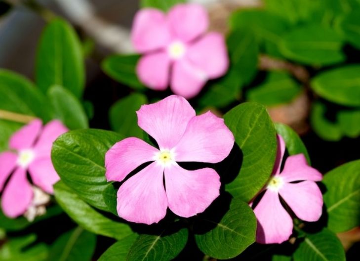 periwinkle flower meaning cultural