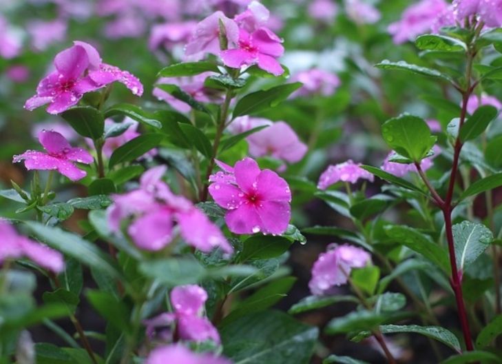 periwinkle flower meaning