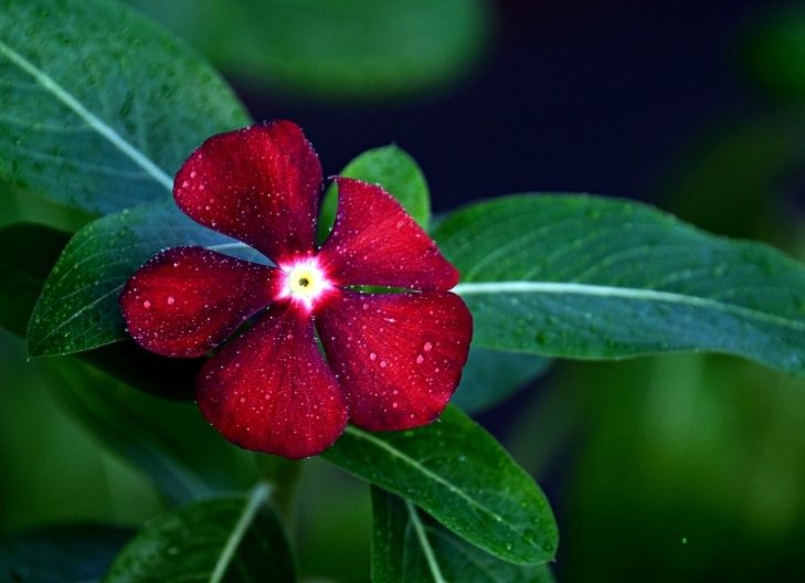 periwinkle flower meaning love and relationship