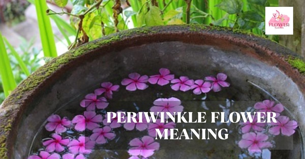 periwinkle flower meaning