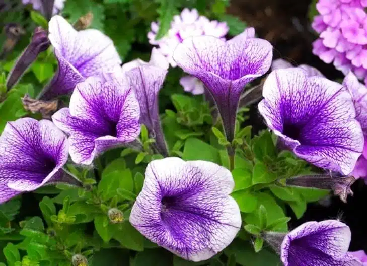 Petunia Flower Meaning history