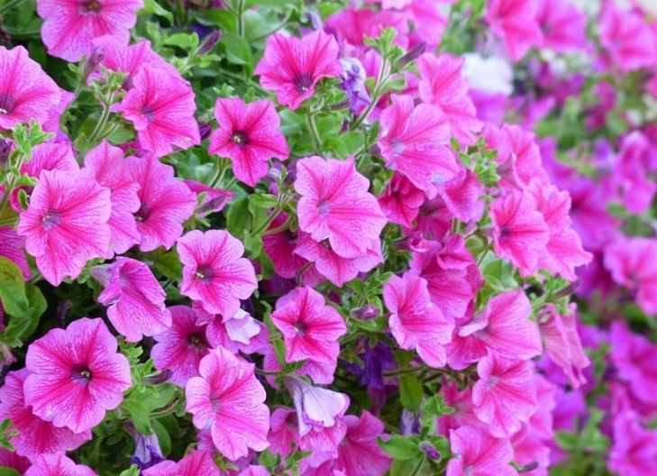 what does Petunia Flower Meaning