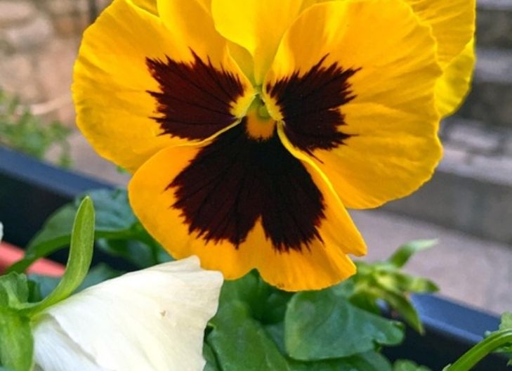 Petunia Flower Meaning
