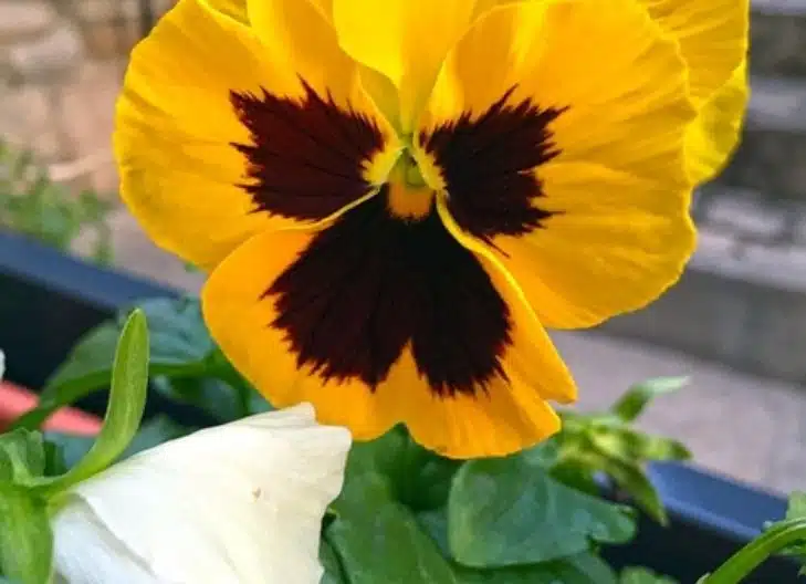 Petunia Flower Meaning