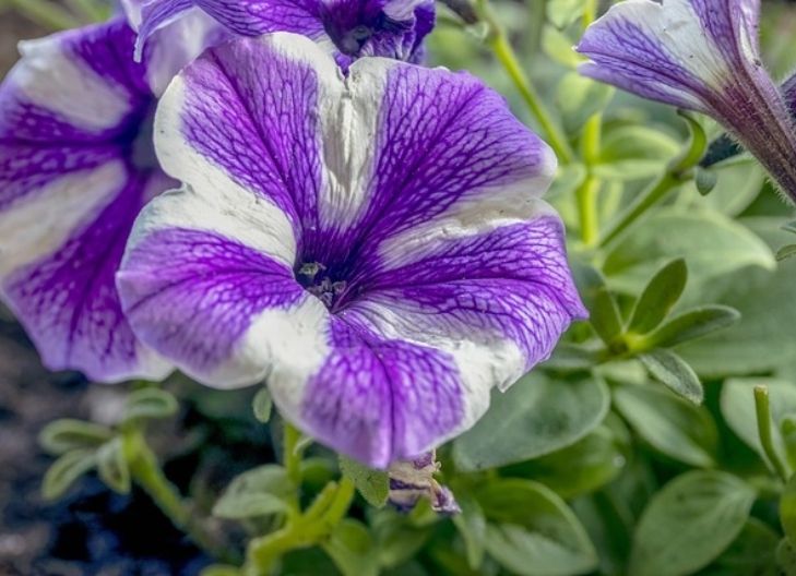 Petunia Flower Meaning cultures