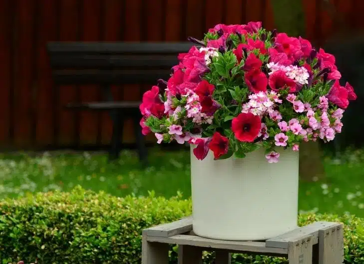 Petunia Flower Meaning symbolism