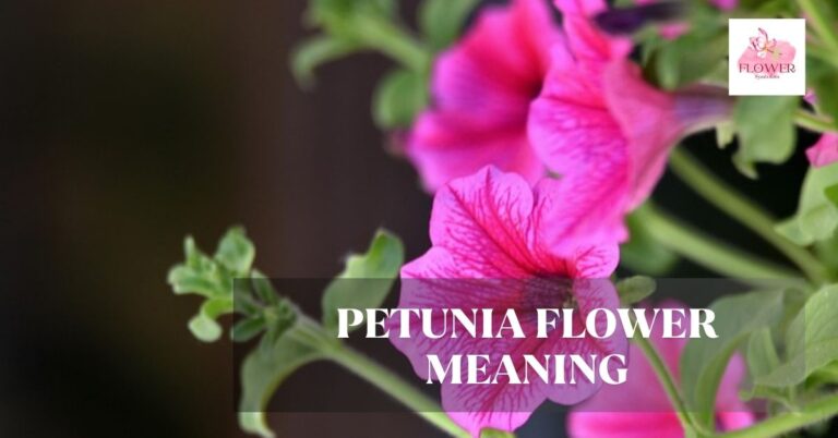 Petunia Flower Meaning