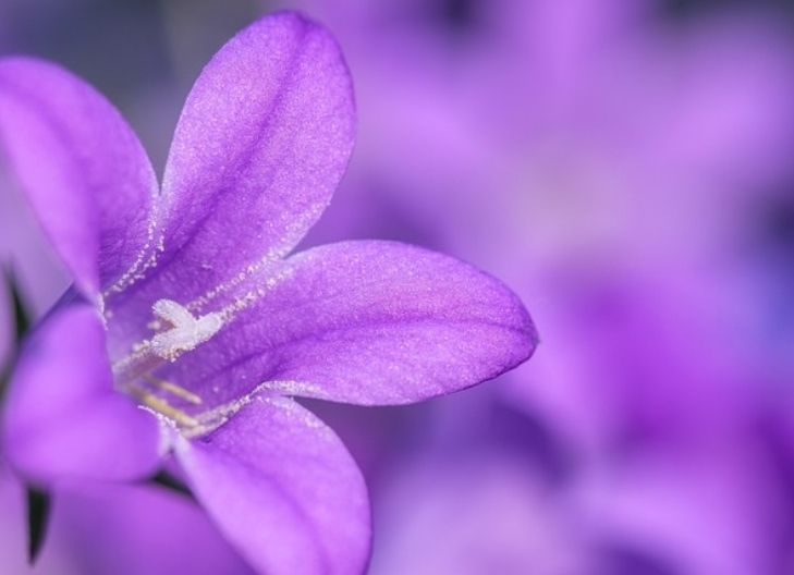phlox flower meaning symbolizes