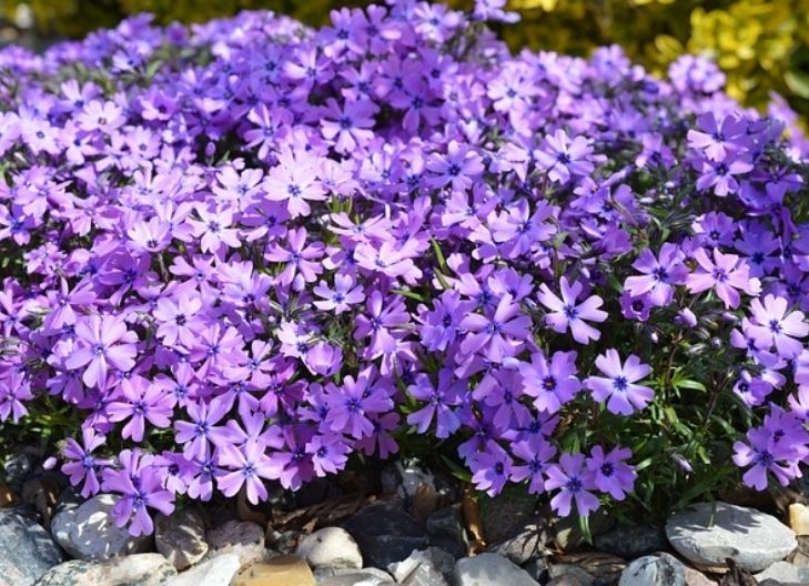 phlox flower meaning cultures