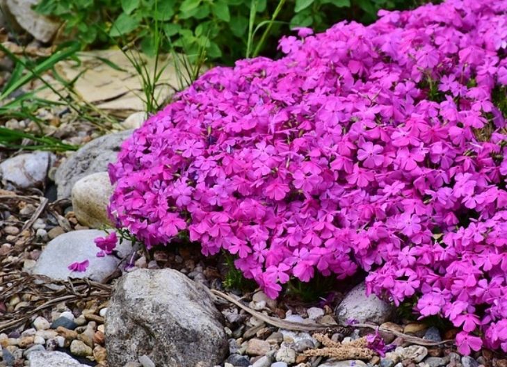 phlox flower meaning spiritual