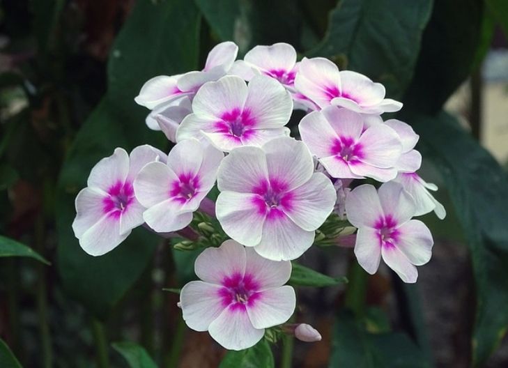phlox flower meaning symbolism