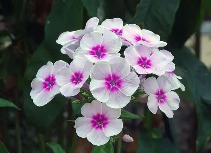 phlox flower meaning symbolism
