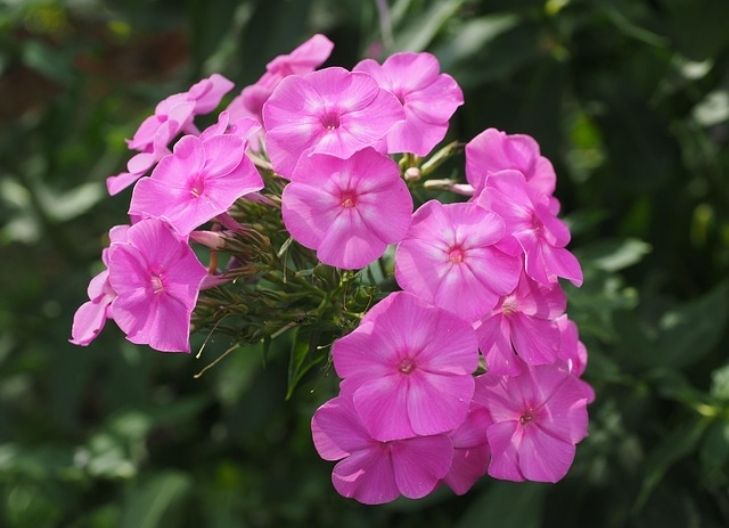 phlox flower meaning relationship and love