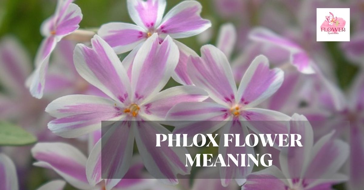 phlox flower meaning