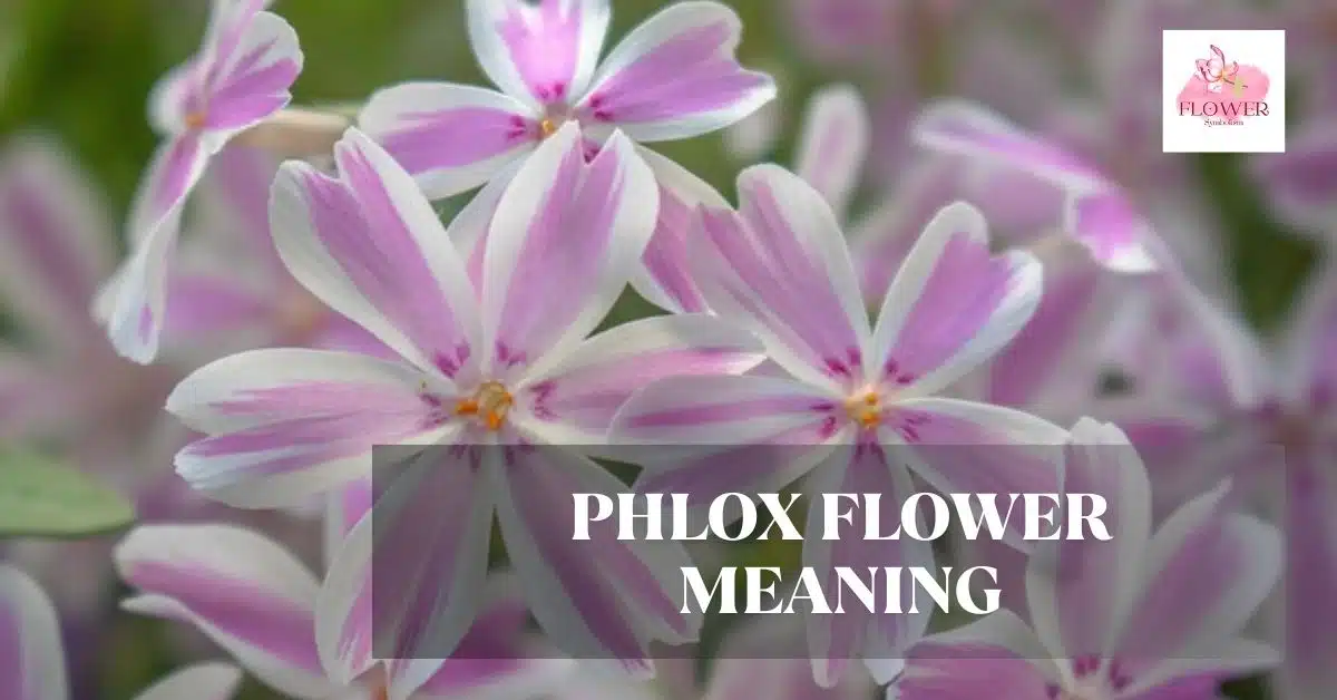 phlox flower meaning