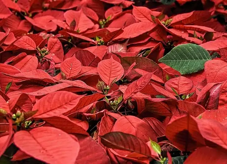 Poinsettia Flower Meaning love