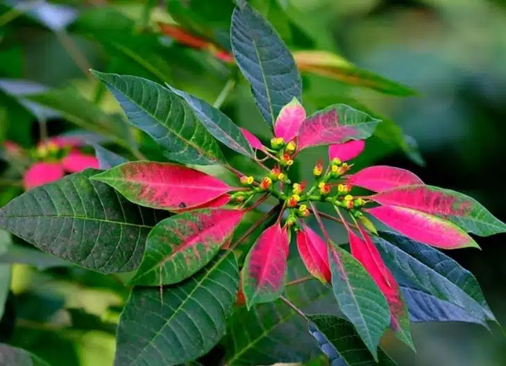 Poinsettia Flower Meaning 