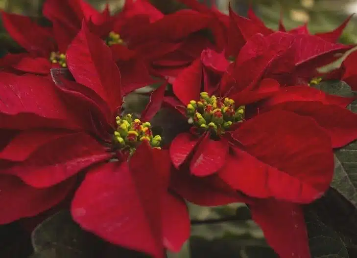 Is poinsettia a lucky plant?

