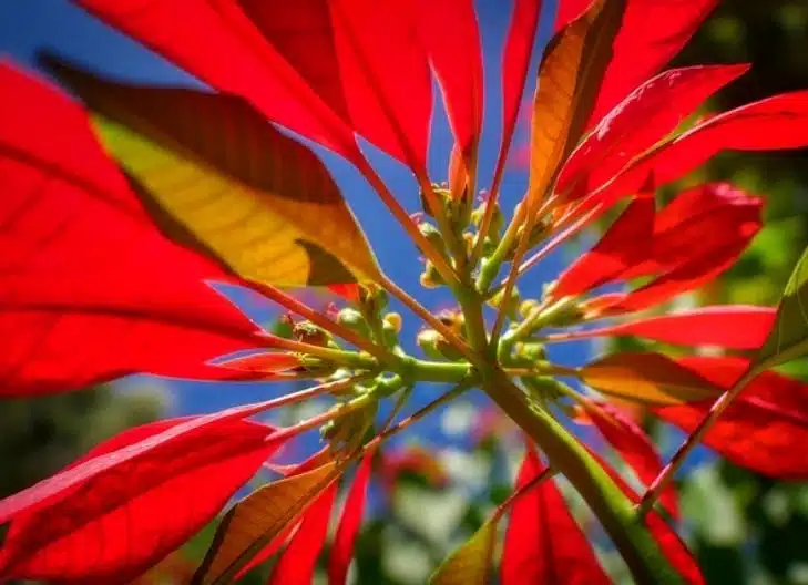 Poinsettia Flower Meaning toxic