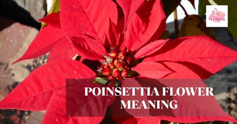 Poinsettia Flower Meaning