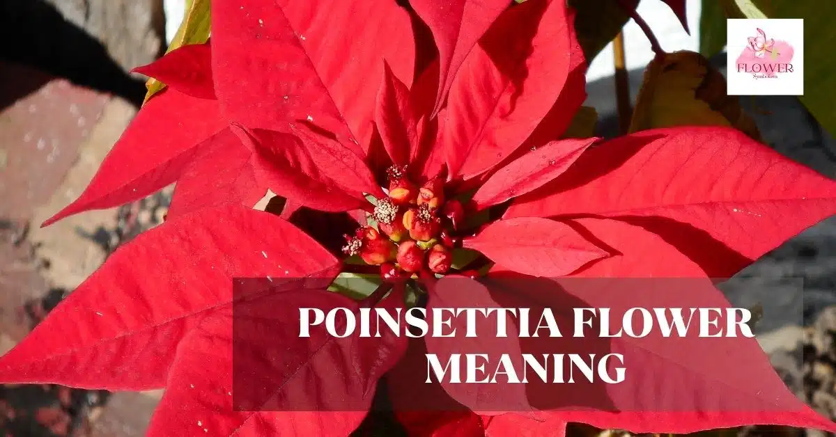 Poinsettia Flower Meaning