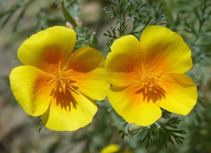 poppy flower meaning in love