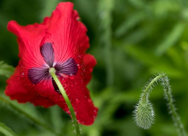 spiritual poppy flower meaning