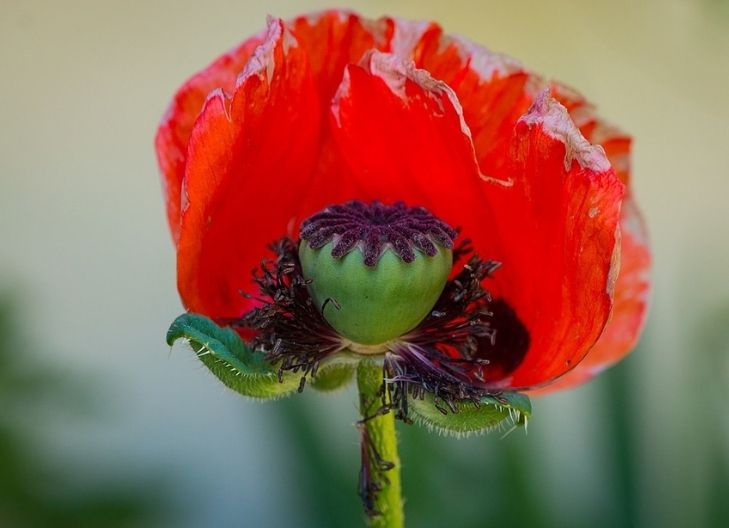 what does poppy flower meaning