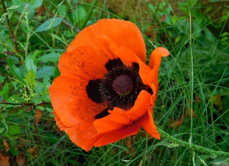 What is the meaning of a poppy flower?
