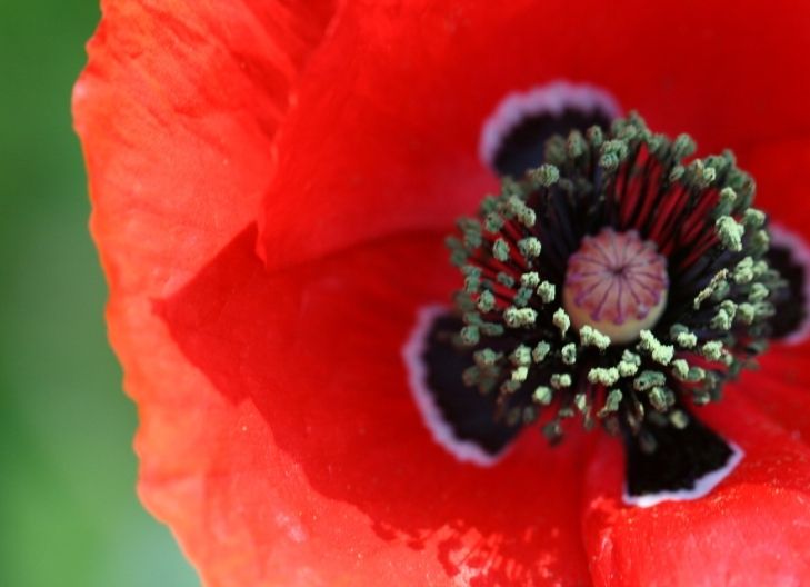 poppy flower meaning symbolizes