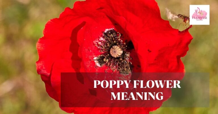 poppy flower meaning