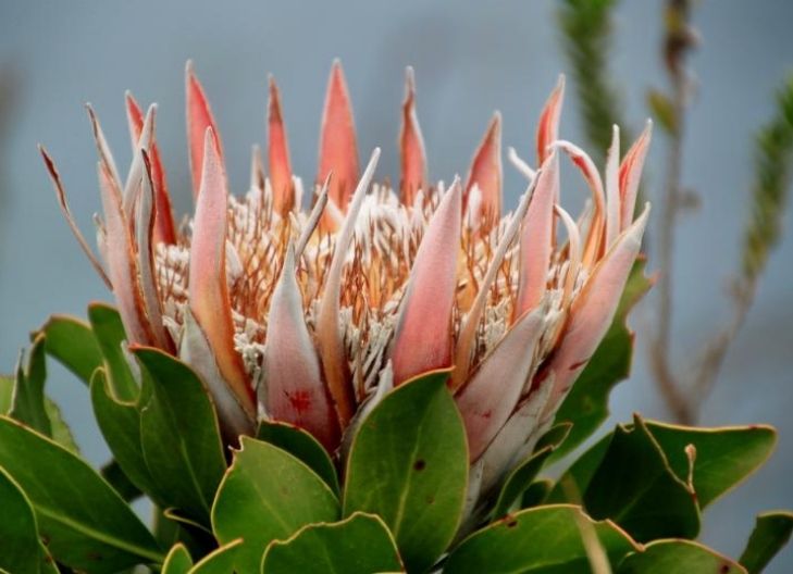 protea flower meaning love