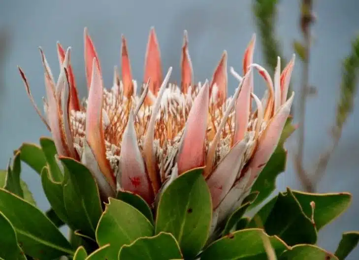 protea flower meaning love